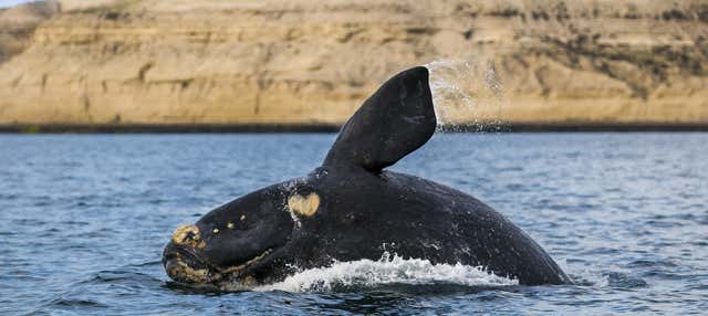 Avvistamento di balene nella Penisola di Valdès