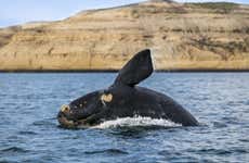 Whale Watching in Valdes Peninsula