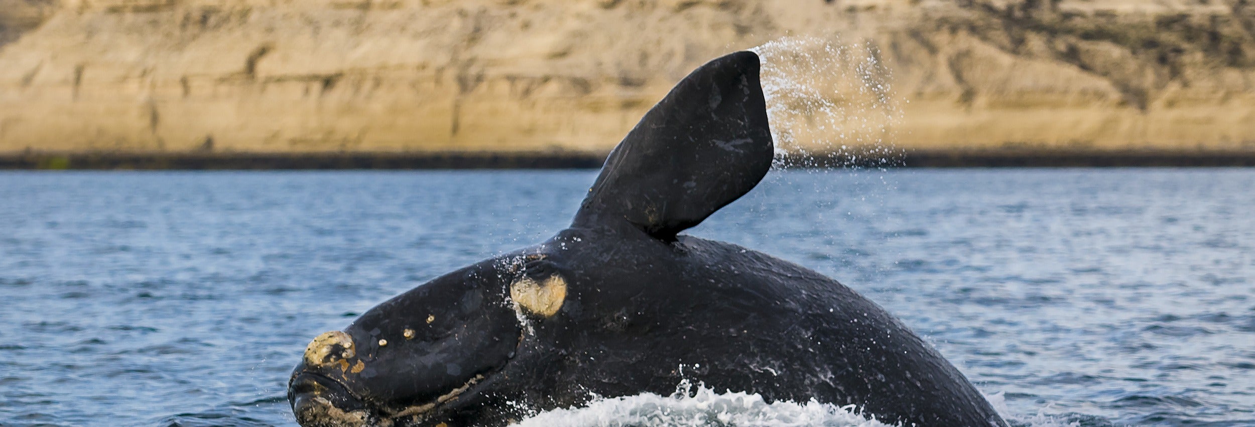 Avistamento de baleias na Península Valdés