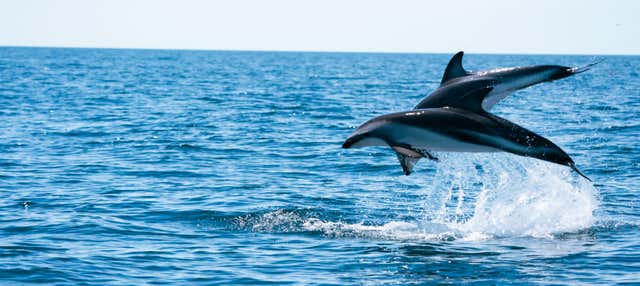 Avvistamento di delfini nel golfo Nuevo