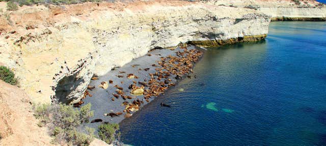 Avvistamento di leoni marini a Punta Loma