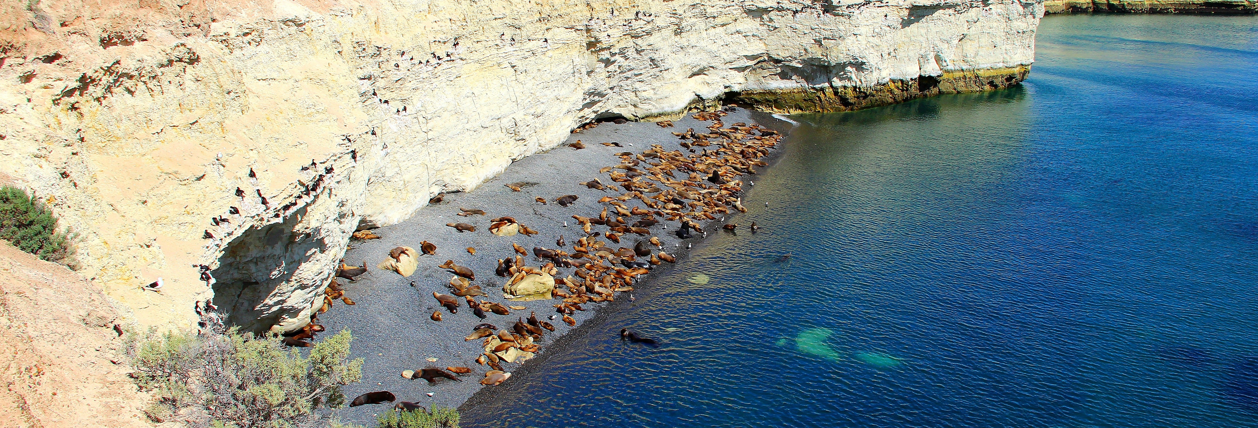 Avistamento de lobos-marinhos em Punta Loma