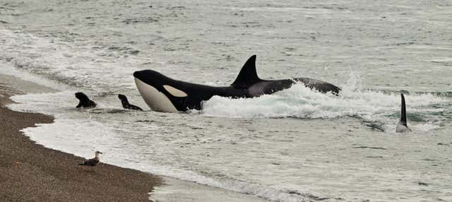 Avvistamento di orche a Punta Norte
