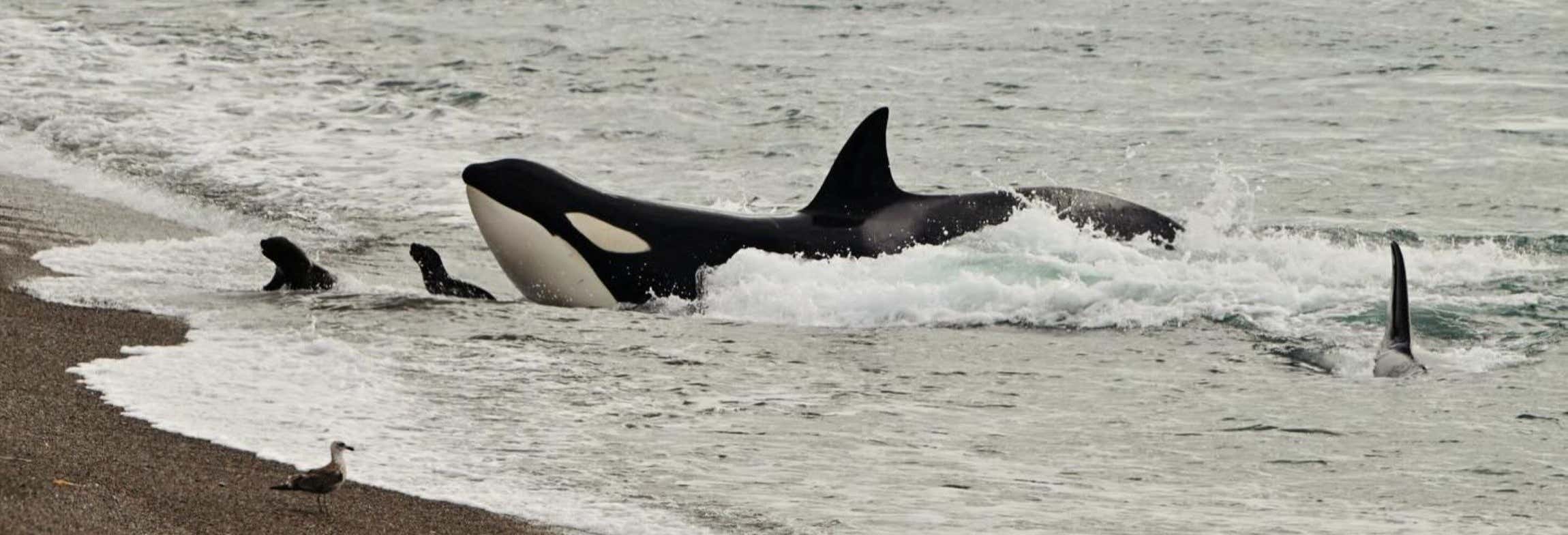 Avvistamento di orche a Punta Norte