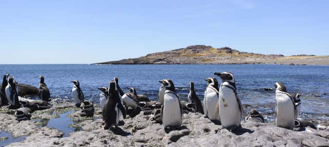 Avvistamento di pinguini a Punta Tombo