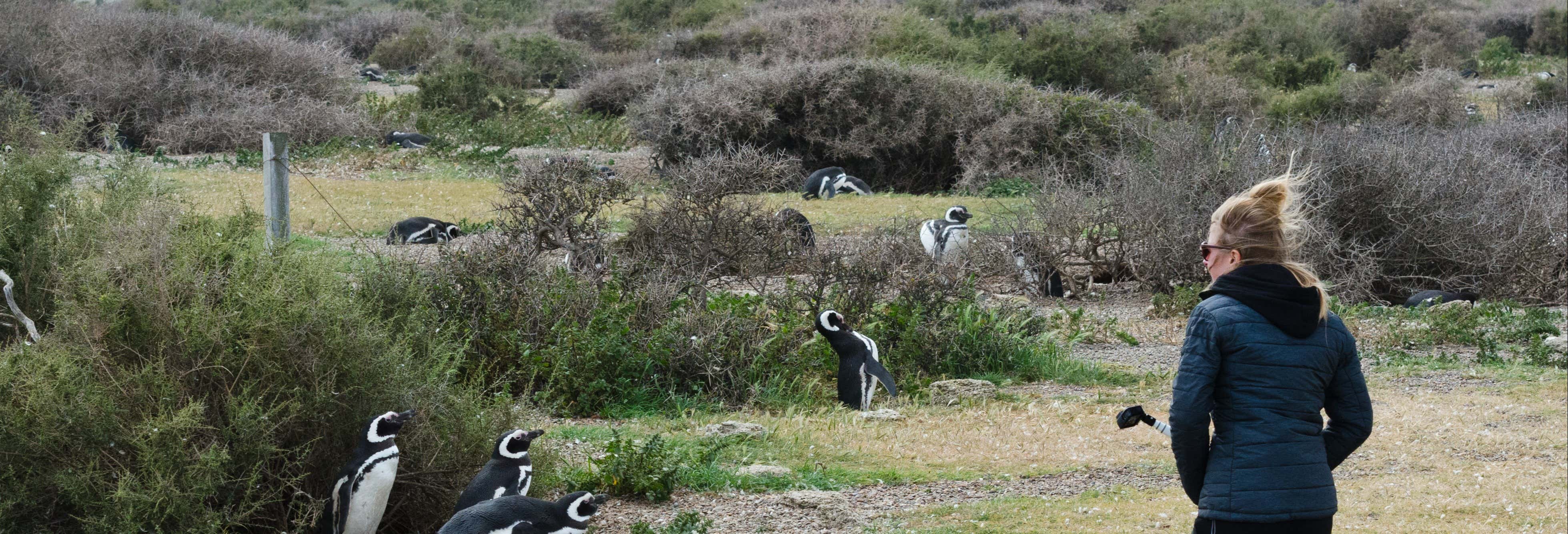 Avvistamento di pinguini a Punta Tombo + Museo Paleontologico Egidio Feruglio