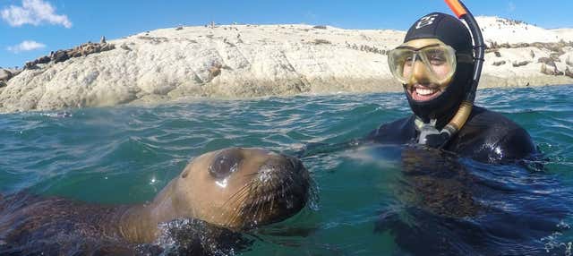 Immersione per principianti e snorkeling con i leoni marini a Punta Loma