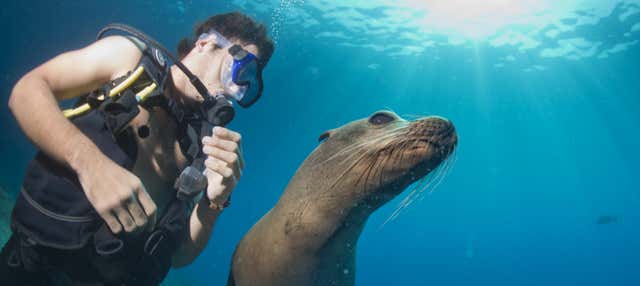 Immersione con i leoni marini a Punta Loma