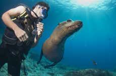 Diving with Sea Lions in Punta Loma