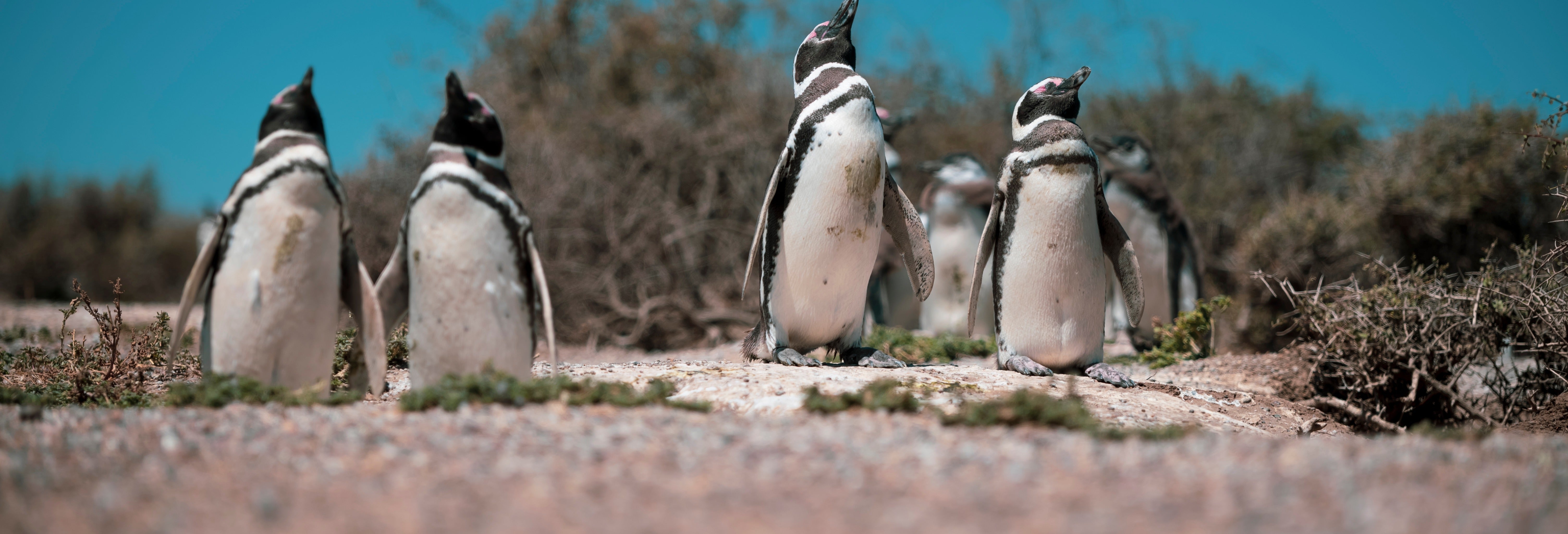 Estância El Pedral e avistamento de pinguins