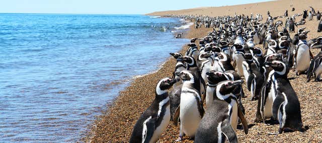 Estancia San Lorenzo e avvistamento di balene