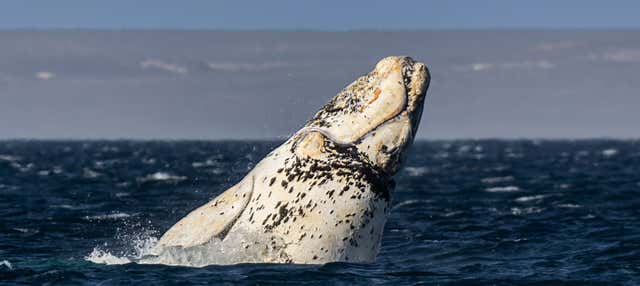 Excursión a la estancia Las Charas + Avistamiento de ballenas