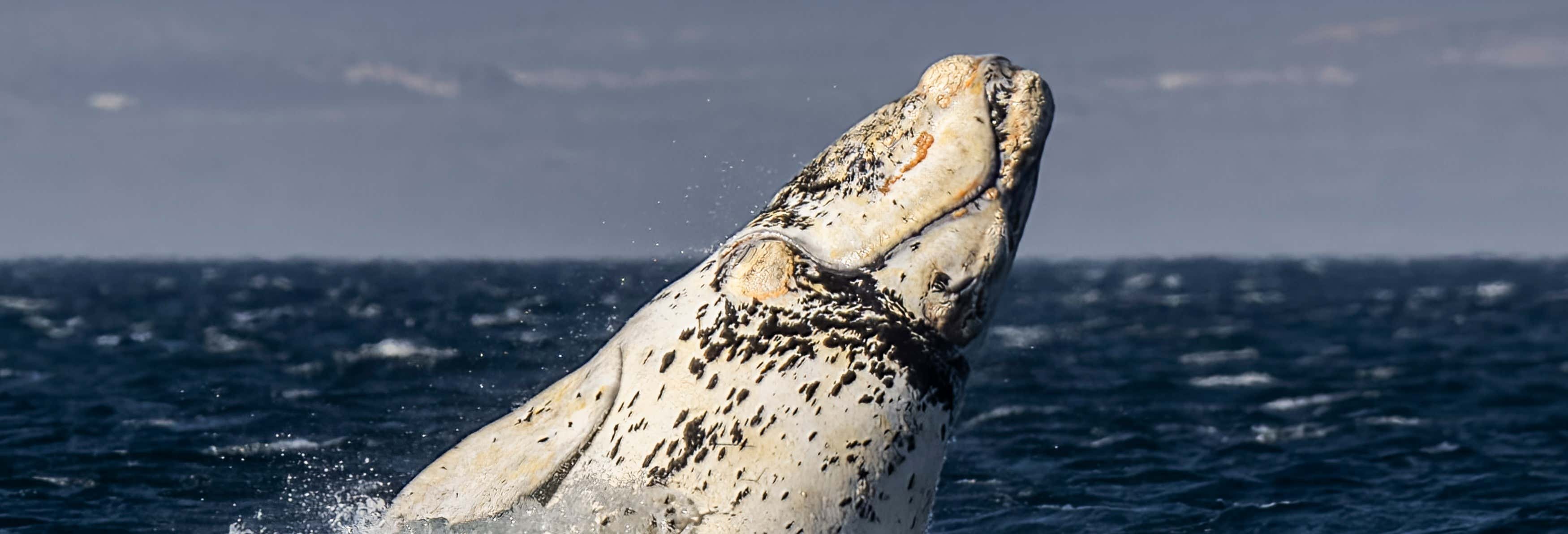 Excursión a la estancia Las Charas + Avistamiento de ballenas