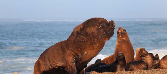 Escursione alla Penisola di Valdés per croceristi