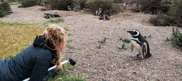 Excursión privada a Punta Tombo