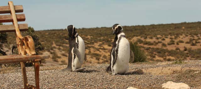 Escursione a Punta Tombo per croceristi