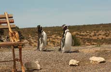 Punta Tombo Shore Day Trip for Cruise Passengers
