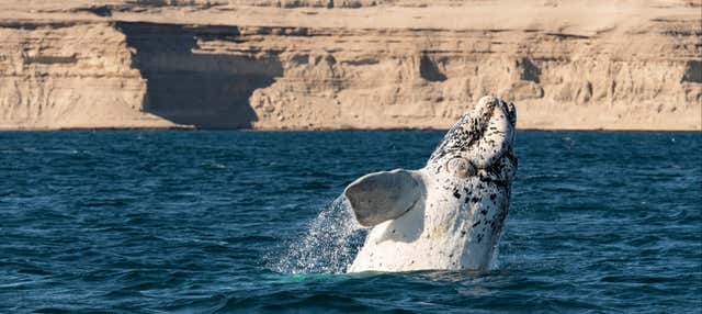 Escursione al Sud della Penisola di Valdés