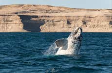 Valdes Peninsula Day Trip + Whale Watching