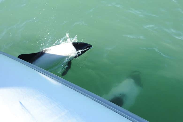 Imagen 6