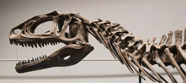 Tour del Museo Paleontologico Egidio Feruglio + Avvistamento di delfini