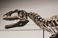 Tour pelo Museu Paleontológico Egidio Feruglio + Avistamento de golfinhos