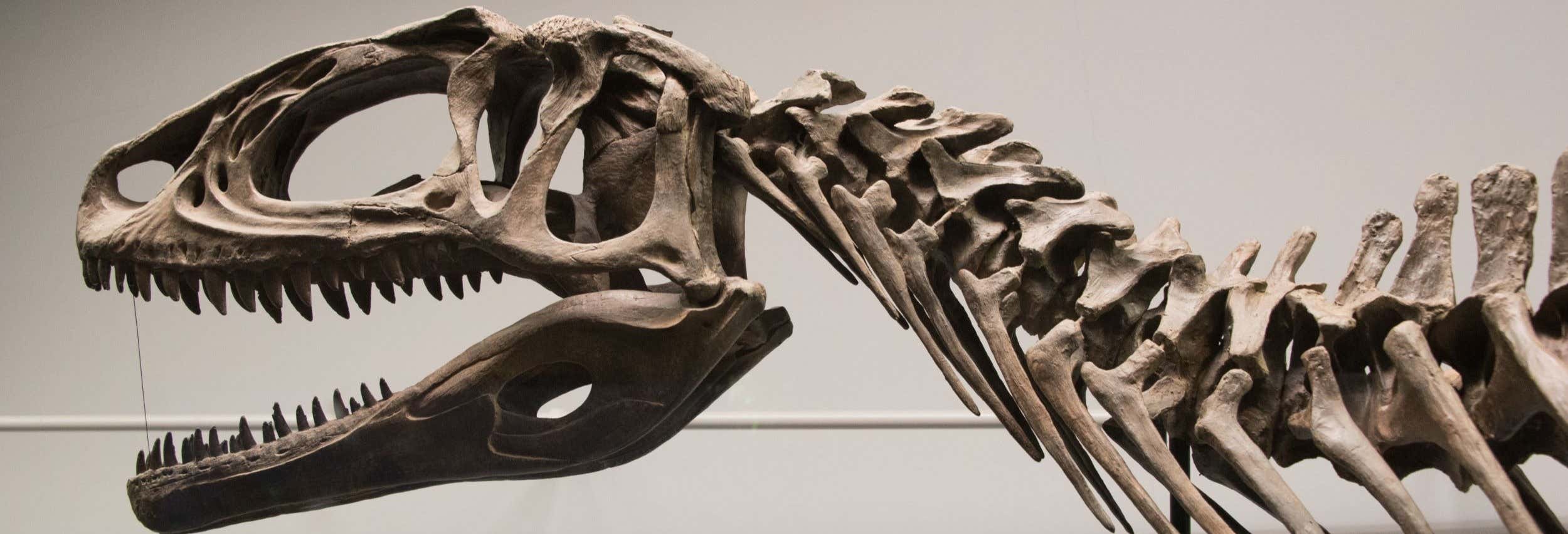 Tour del Museo Paleontologico Egidio Feruglio + Avvistamento di delfini