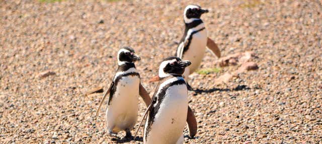 Escursione a Punta Tombo + Avvistamento di delfini