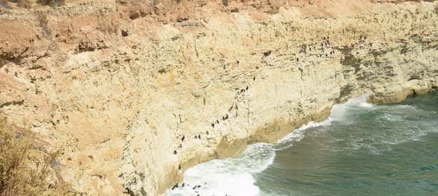 Snorkeling con i leoni marini a Punta Loma