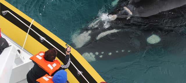 Whale watching a Puerto Pirámides