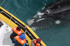 Avistamiento de ballenas en Puerto Pirámides