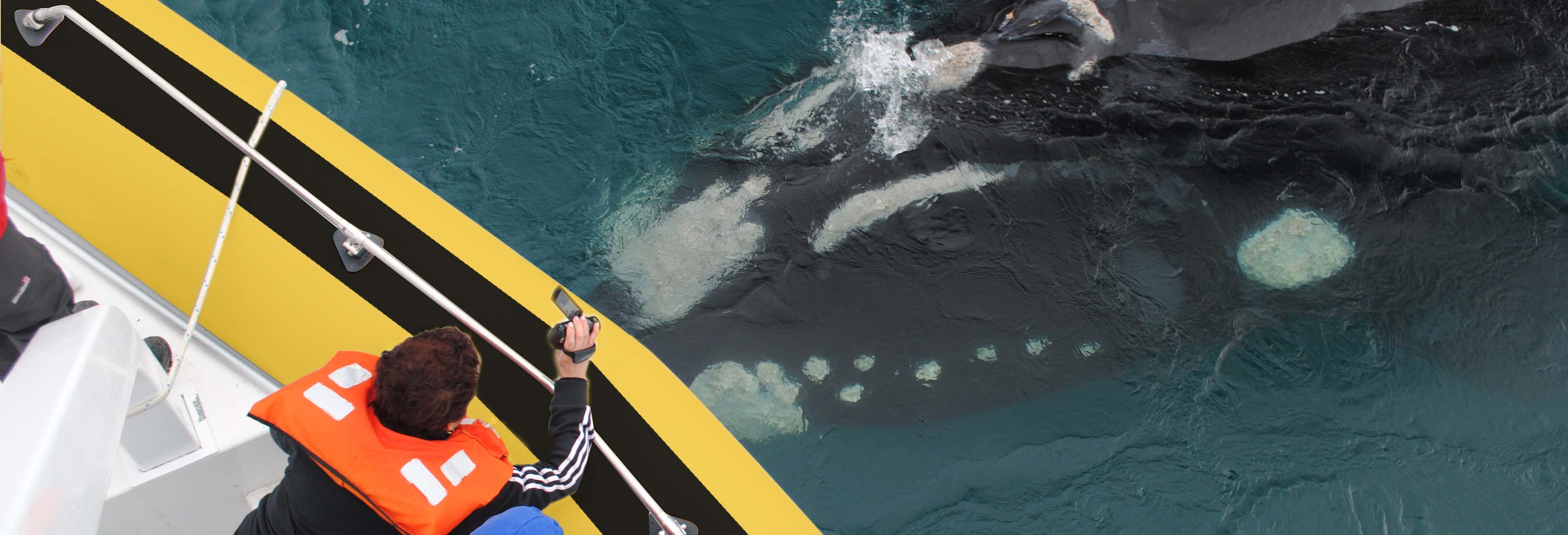 Whale watching a Puerto Pirámides