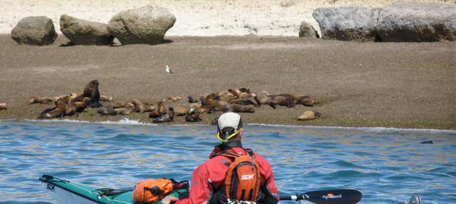 Tour in kayak e avvistamento di leoni marini