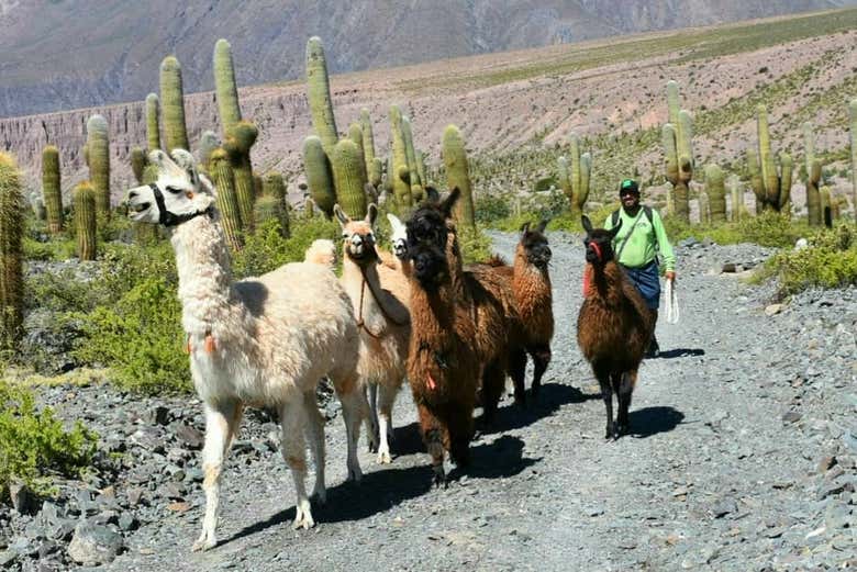 Imagen 7