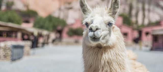 Trekking con i lama a Purmamarca