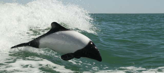 Whale watching a Puerto Rawson