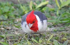 Birdwatching at the San Rafael Estate