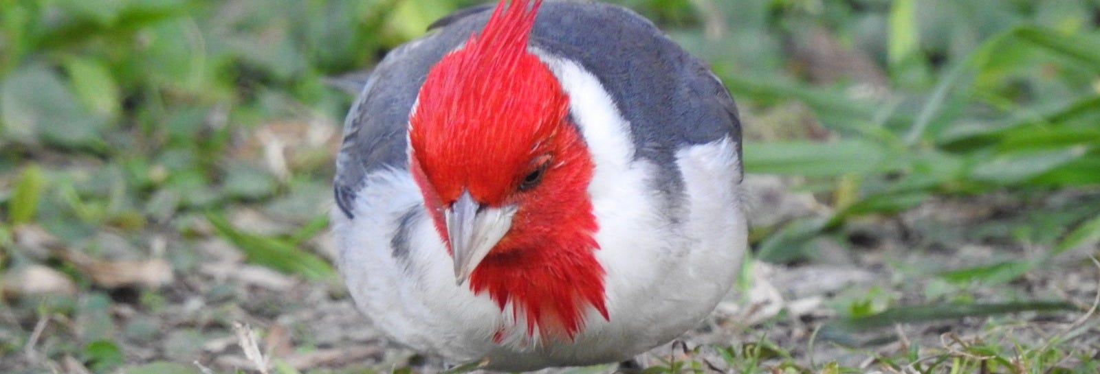 Birdwatching at the San Rafael Estate