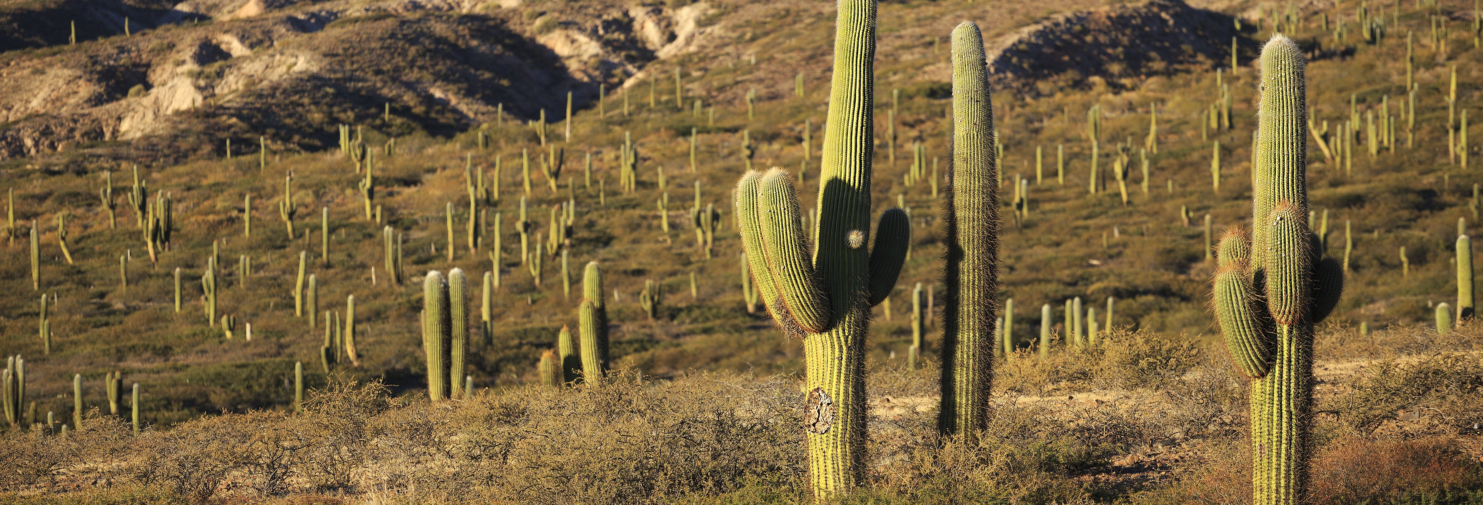 Los Cardones National Park Tour