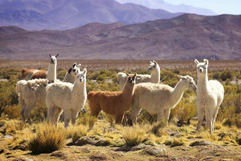 Imagen 7