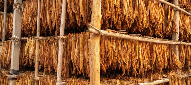 Tour del tabacco nella valle di Lerma
