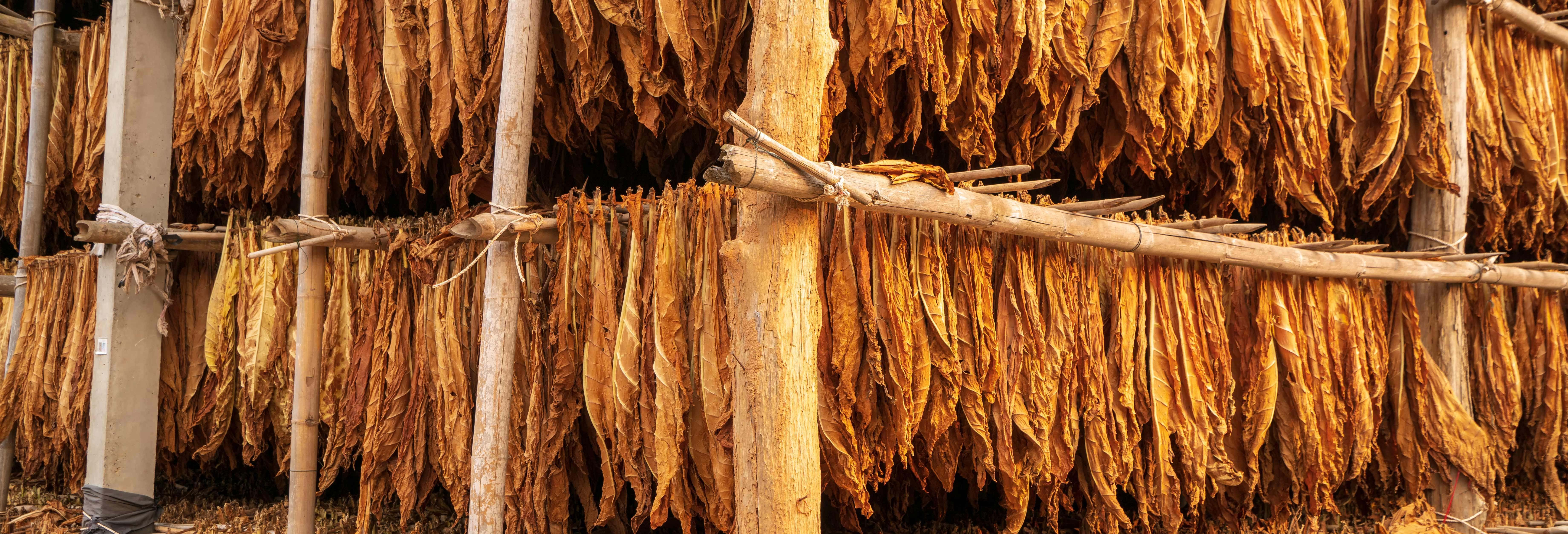 Tour del tabacco nella valle di Lerma