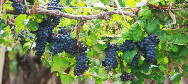 San Juan Winery Tour