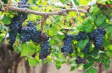 San Juan Winery Tour