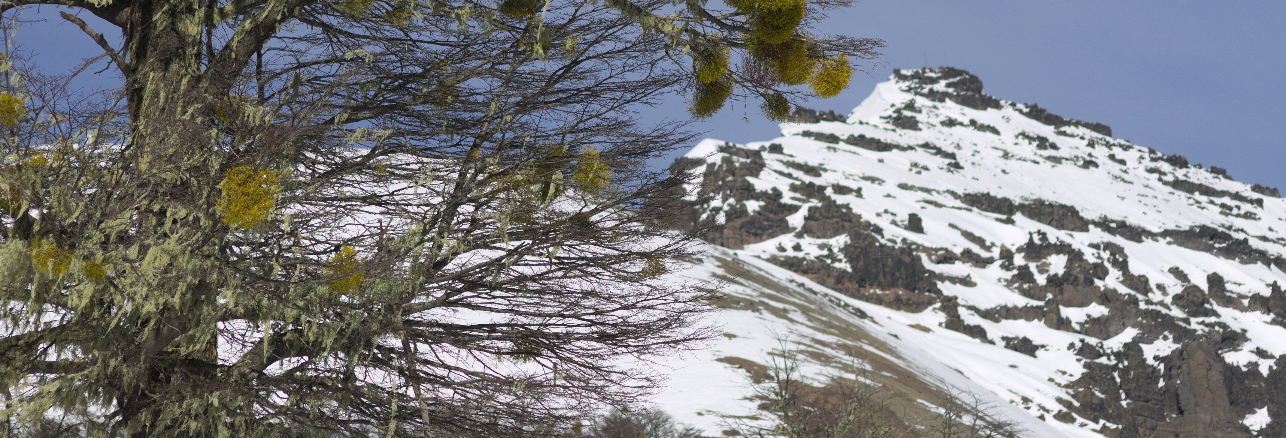 Arrayanes Viewpoint + Cerro Chapelco Excursion