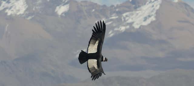 Avvistamento di condor a Tafí del Valle