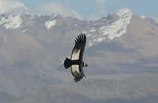 Avistamiento de cóndores en Tafí del Valle