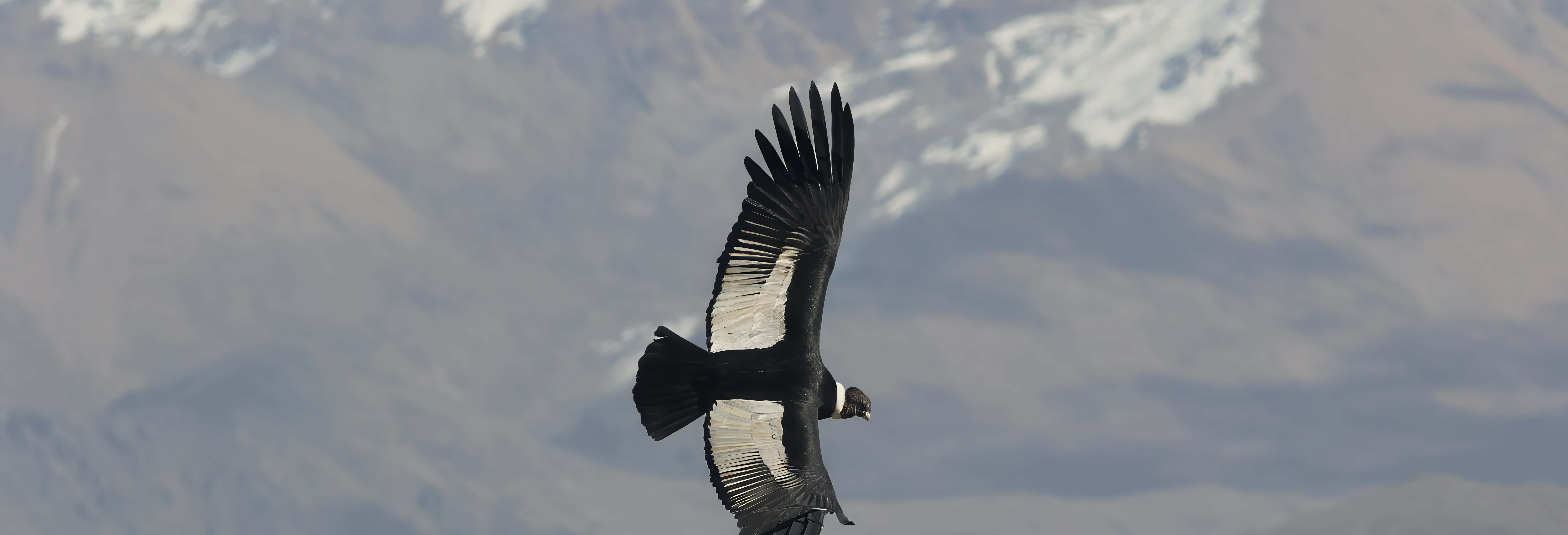 Avvistamento di condor a Tafí del Valle