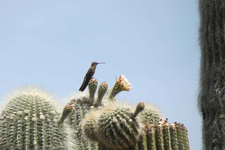 Imagen 7