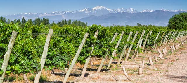 Tour dei vigneti e delle cantine di San Rafael